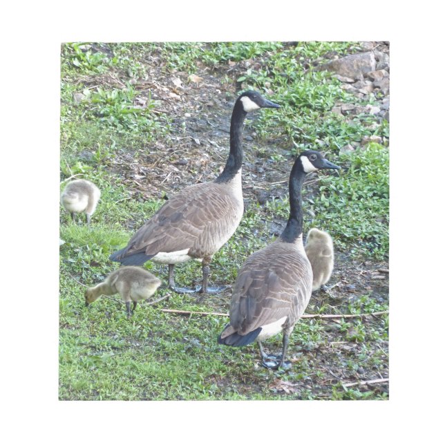 Canadian Geese Family Notepad (Front)