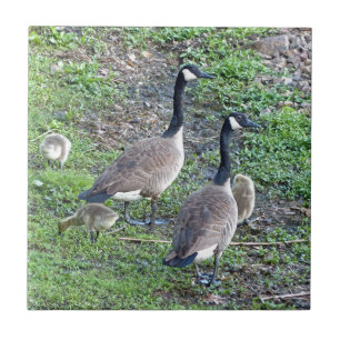 Canadian Geese Family Tile