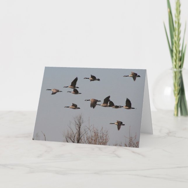 Canadian Geese in Flight II Card (Front)