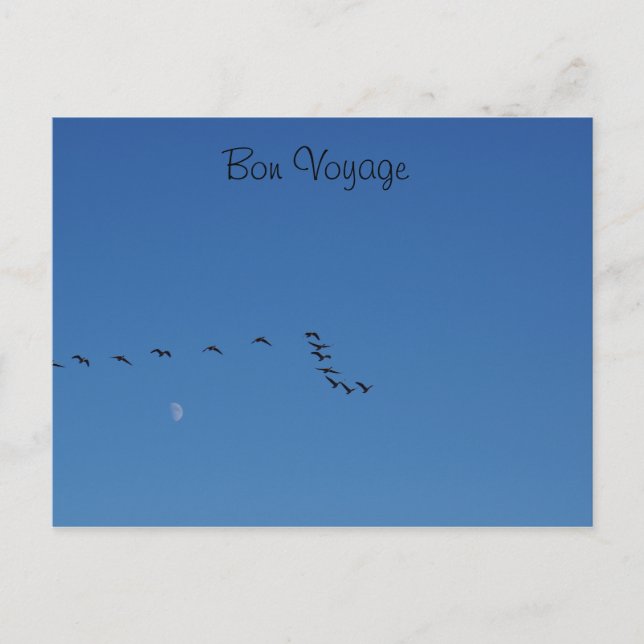 Canadian geese in flight postcard (Front)