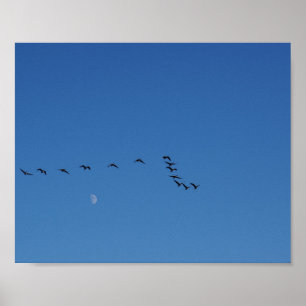 Canadian geese in flight   poster