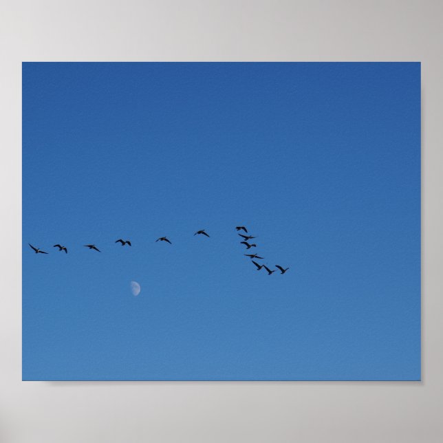 Canadian geese in flight   poster (Front)