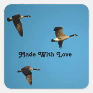 Canadian geese in flight  square sticker
