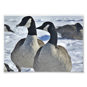 Canadian Geese in Winter Photo Print