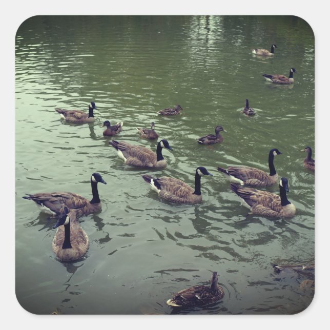 Canadian Geese & Mallard Ducks Stickers (Front)