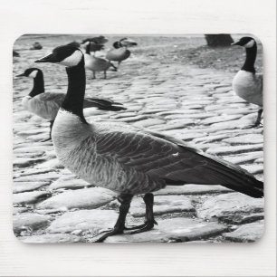 Canadian Geese Near The Lake Mousepad