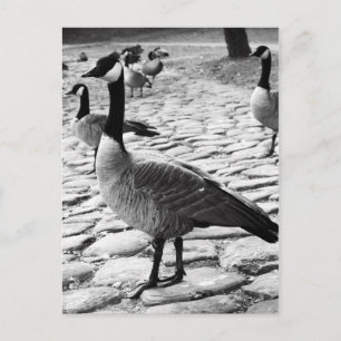Canadian Geese Near The Lake Postcard