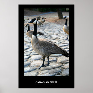 Canadian Geese Near The Lake Poster,Print Poster