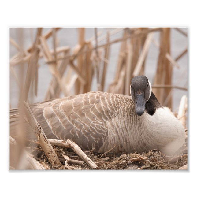 Canadian Geese Nesting Photo Print (Front)
