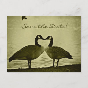 Canadian Geese Photo Announcement Postcard