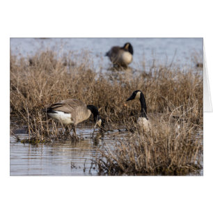 Canadian Geese Snack Time