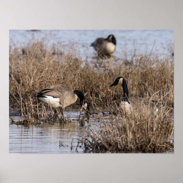 Canadian Geese Snack Time Poster (Front)