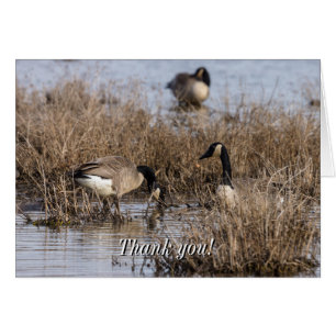 Canadian Geese Snack Time Thank You Card