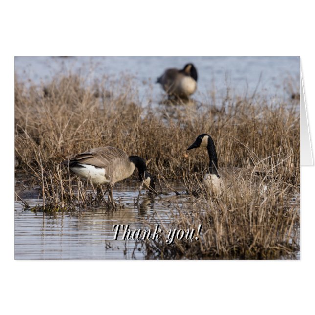 Canadian Geese Snack Time Thank You Card (Front Horizontal)