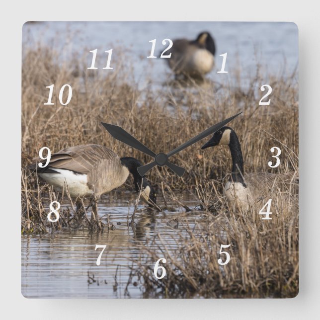 Canadian Geese Snack Time Wall Clock (Front)