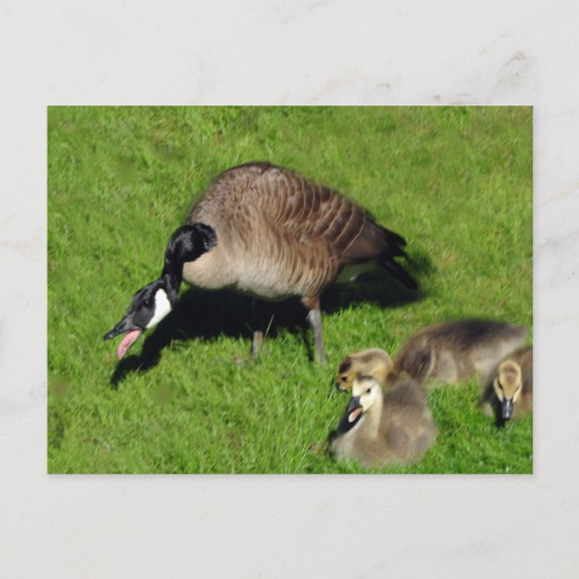 Canadian Geese With Mother 1 Postcard (Front)