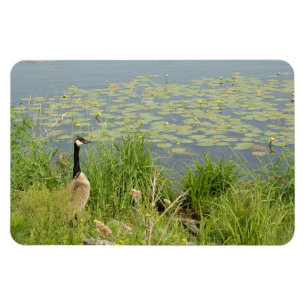 Canadian Goose by Water Lillies Flexible Magnet