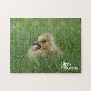 Canadian Goose Chick Jigsaw Puzzle