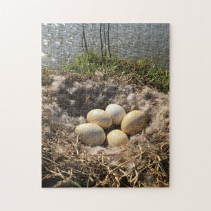 Canadian Goose Egg Nest On A Pond Bank Jigsaw Puzzle