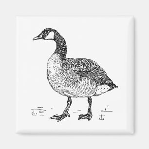 Canadian Goose Fine Art Sketch, Bird Drawing Magnet