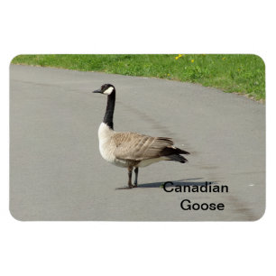 Canadian Goose Flexible Magnet