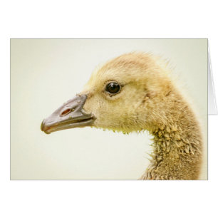 Canadian Goose (Gosling)