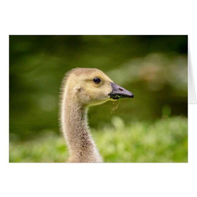 Canadian Goose (Gosling) (Front Horizontal)
