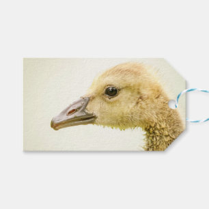 Canadian Goose (Gosling) Gift Tags
