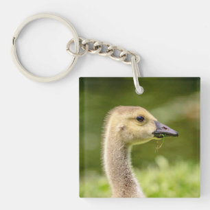 Canadian Goose (Gosling) Key Ring