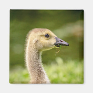 Canadian Goose (Gosling) Magnet