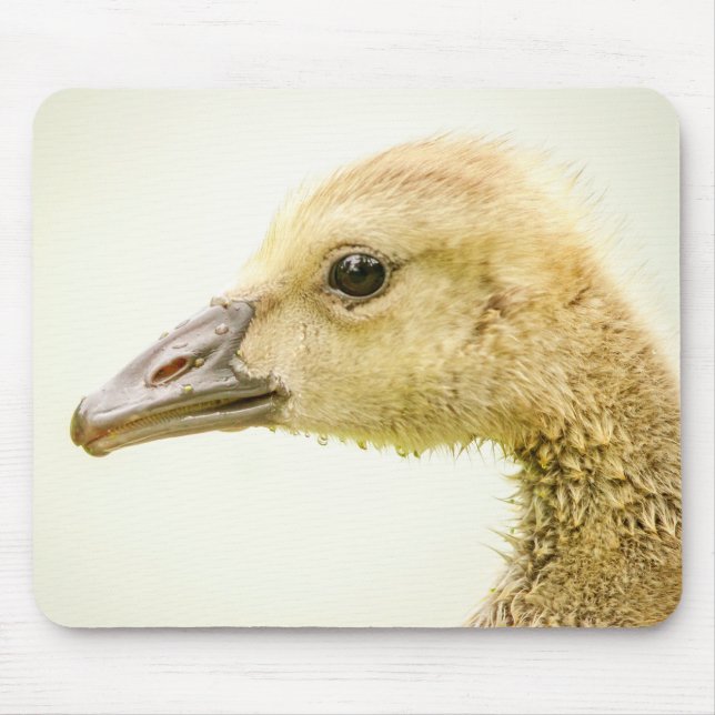 Canadian Goose (Gosling) Mouse Pad (Front)