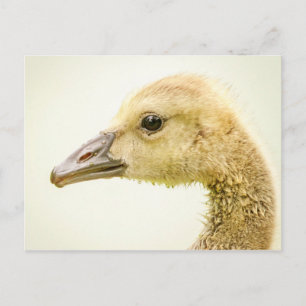 Canadian Goose (Gosling) Postcard