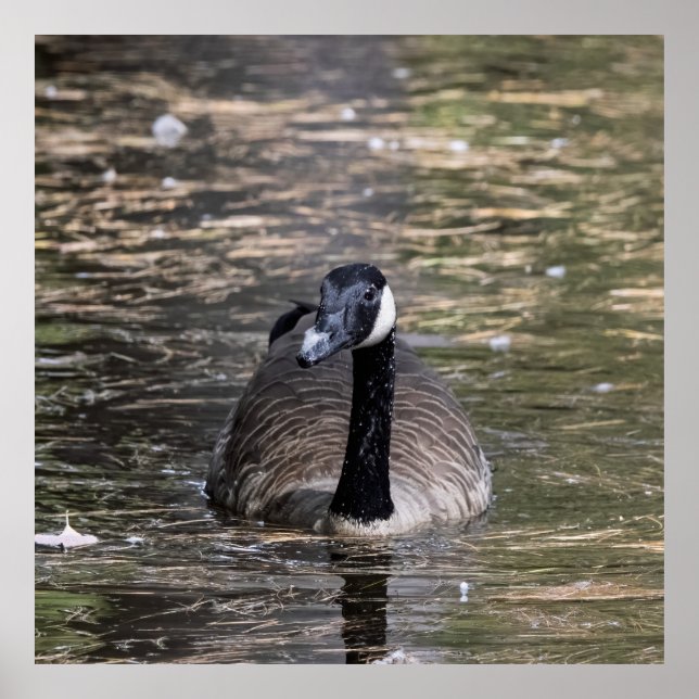 Canadian Goose in Serene Poster (Front)