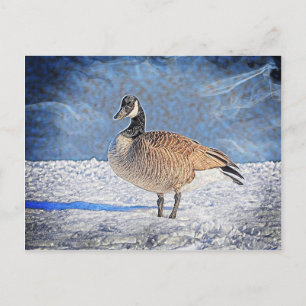 Canadian Goose in the snow Postcard