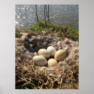 Canadian Goose Nest with Eggs on a Pond Poster