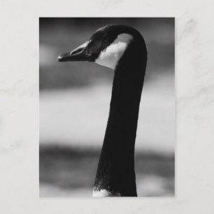 Canadian Goose Portrait Postcard