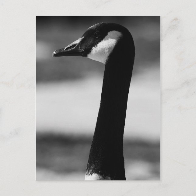 Canadian Goose Portrait Postcard (Front)