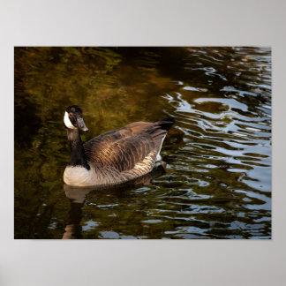 Canadian Goose Poster