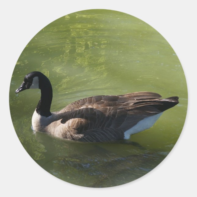 Canadian Goose Stickers (Front)