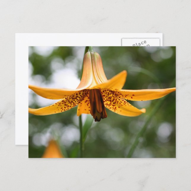 Canadian Lily Flower Photography Personalized Postcard (Front/Back)