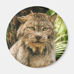 Canadian Lynx 4200e Magnet