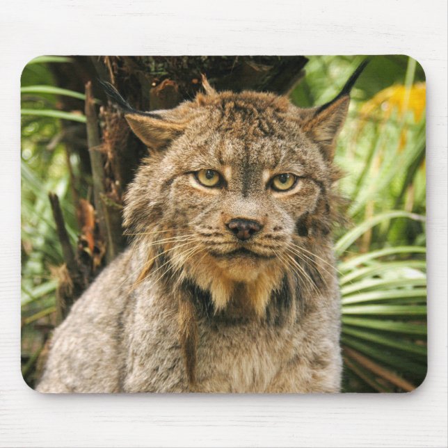 Canadian Lynx 4200e Mouse Pad (Front)