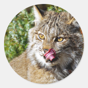 Canadian Lynx - All In Classic Round Sticker