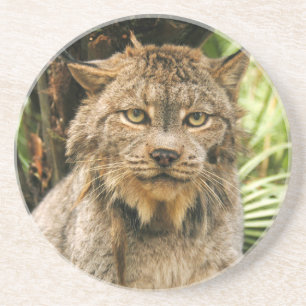 Canadian Lynx Coaster