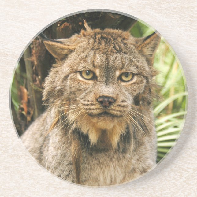 Canadian Lynx Coaster (Front)
