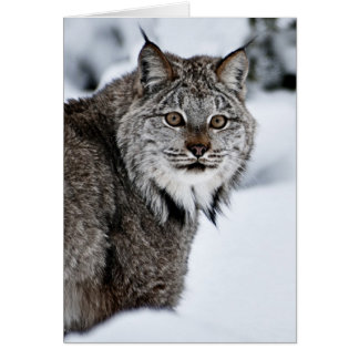 Canadian Lynx in the Snow