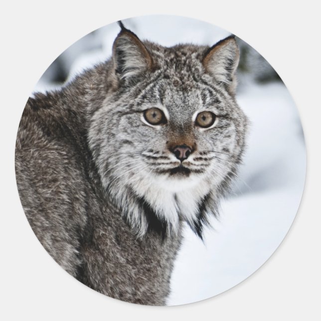 Canadian Lynx in the Snow Classic Round Sticker (Front)