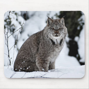 Canadian Lynx in the Snow Mouse Pad