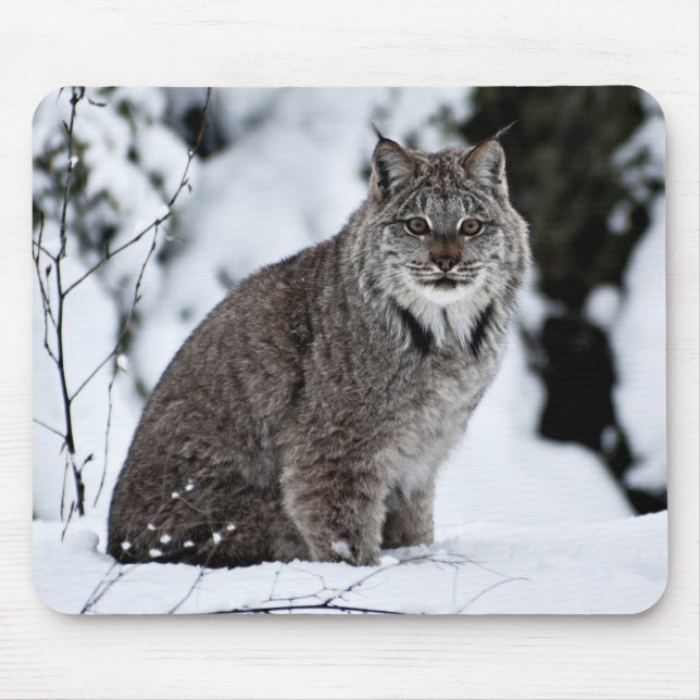 Canadian Lynx in the Snow Mouse Pad (Front)