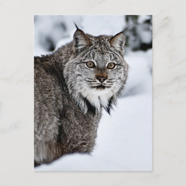 Canadian Lynx in the Snow Postcard (Front)